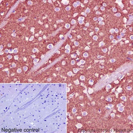 Immunohistochemistry (Formalin/PFA-fixed paraffin-embedded sections) - Synaptic Marker (Synaptophysin, Synapsin1, PSD95, VAMP2) Antibody Sampler Panel - Human, Mouse (AB263463)