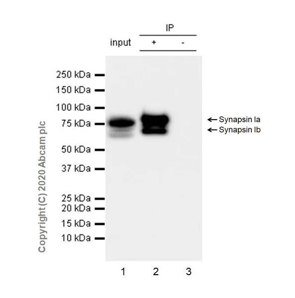 Immunoprecipitation - Synaptic Marker (Synaptophysin, Synapsin1, PSD95, VAMP2) Antibody Sampler Panel - Human, Mouse (AB263463), expandable thumbnail