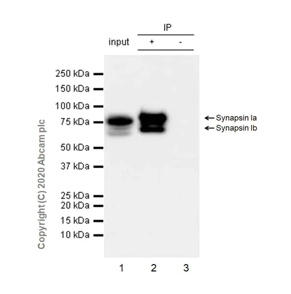 Immunoprecipitation - Synaptic Marker (Synaptophysin, Synapsin1, PSD95, VAMP2) Antibody Sampler Panel - Human, Mouse (AB263463)
