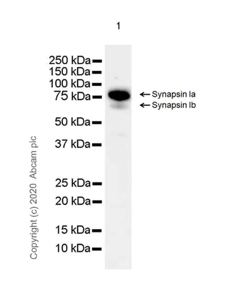 Western blot - Synaptic Marker (Synaptophysin, Synapsin1, PSD95, VAMP2) Antibody Sampler Panel - Human, Mouse (AB263463)
