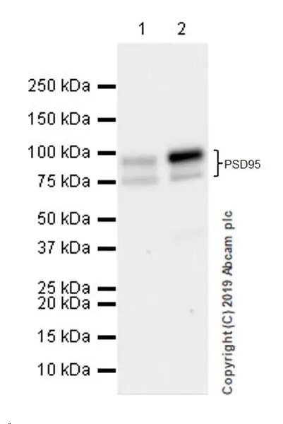 Western blot - Synaptic Marker (Synaptophysin, Synapsin1, PSD95, VAMP2) Antibody Sampler Panel - Human, Mouse (ab263463), expandable thumbnail