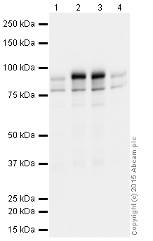 Western blot - Synaptic Marker (Synaptophysin, Synapsin1, PSD95, VAMP2) Antibody Sampler Panel - Human, Mouse (ab263463), expandable thumbnail