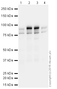 Western blot - Synaptic Marker (Synaptophysin, Synapsin1, PSD95, VAMP2) Antibody Sampler Panel - Human, Mouse (AB263463)