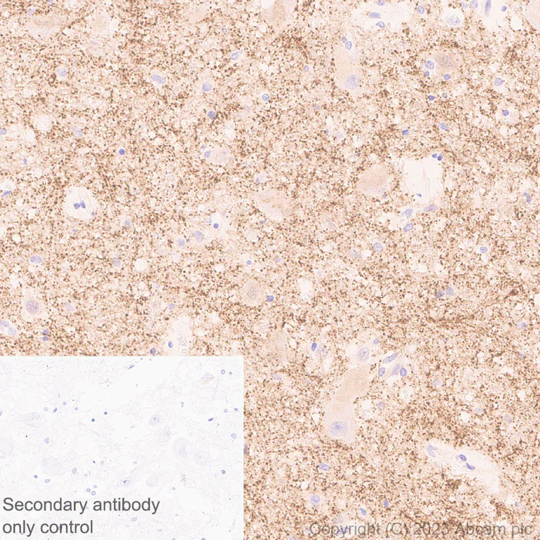 Immunohistochemistry (Formalin/PFA-fixed paraffin-embedded sections) - Anti-Synaptogyrin 1 antibody [EPR25081-18] (AB308617)