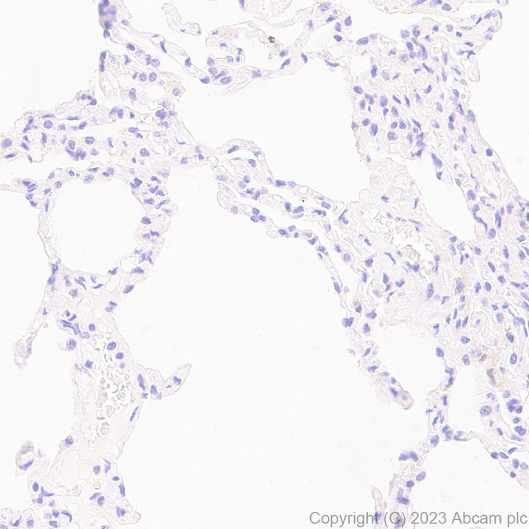 Immunohistochemistry (Formalin/PFA-fixed paraffin-embedded sections) - Anti-Synaptogyrin 1 antibody [EPR25081-18] (AB308617)