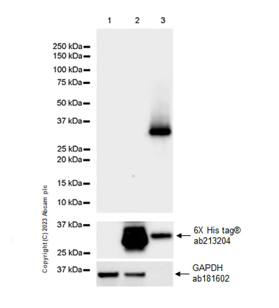 Western blot - Anti-Synaptogyrin 1 antibody [EPR25081-18] (AB308617)
