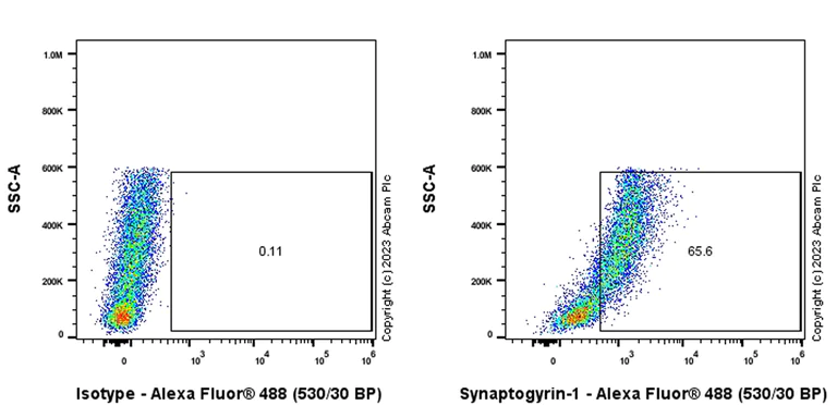 Flow Cytometry (Intracellular) - Anti-Synaptogyrin 1 antibody [EPR25081-18] - BSA and Azide free (AB308618)