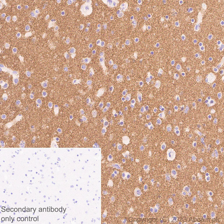Immunohistochemistry (Formalin/PFA-fixed paraffin-embedded sections) - Anti-Synaptogyrin 1 antibody [EPR25081-18] - BSA and Azide free (AB308618)
