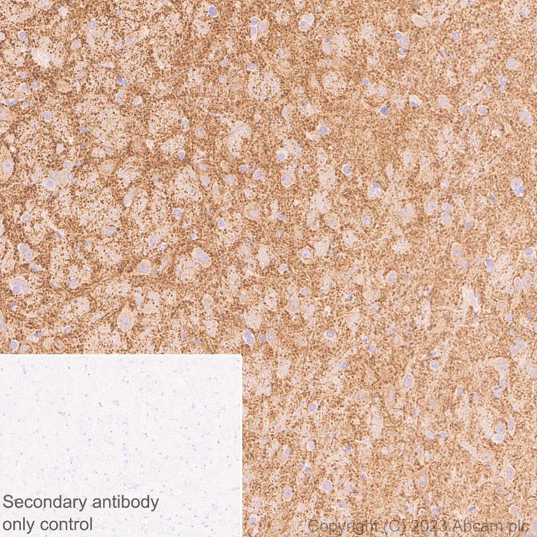 Immunohistochemistry (Formalin/PFA-fixed paraffin-embedded sections) - Anti-Synaptogyrin 1 antibody [EPR25081-18] - BSA and Azide free (AB308618)