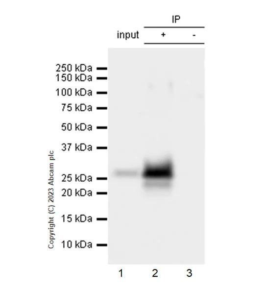 Immunoprecipitation - Anti-Synaptogyrin 1 antibody [EPR25081-18] - BSA and Azide free (AB308618)