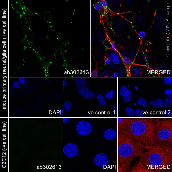 Immunocytochemistry/ Immunofluorescence - Anti-Synaptogyrin 3 antibody [EPR25082-15] - BSA and Azide free (AB302614)