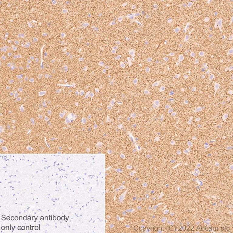Immunohistochemistry (Formalin/PFA-fixed paraffin-embedded sections) - Anti-Synaptogyrin 3 antibody [EPR25082-15] - BSA and Azide free (AB302614)