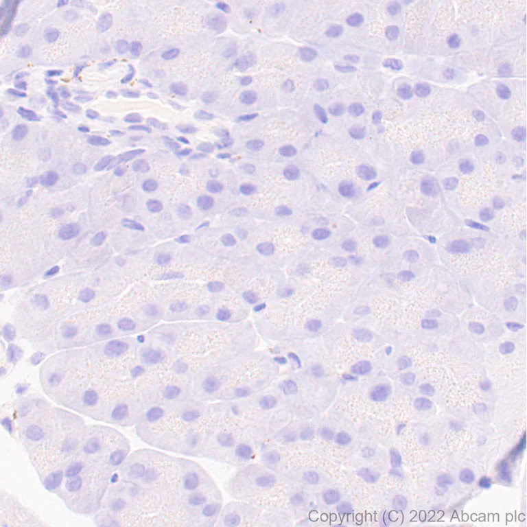 Immunohistochemistry (Formalin/PFA-fixed paraffin-embedded sections) - Anti-Synaptogyrin 3 antibody [EPR25082-15] - BSA and Azide free (AB302614)