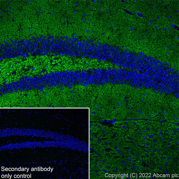 Immunohistochemistry (Frozen sections) - Anti-Synaptogyrin 3 antibody [EPR25082-15] - BSA and Azide free (AB302614)