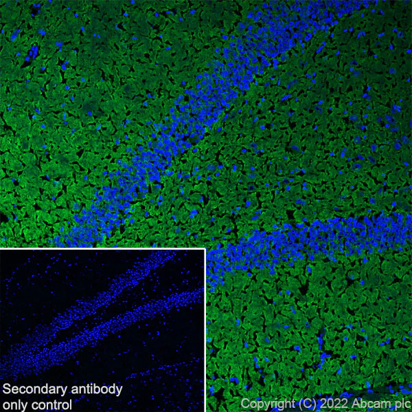 Immunohistochemistry (Frozen sections) - Anti-Synaptogyrin 3 antibody [EPR25082-15] - BSA and Azide free (AB302614)