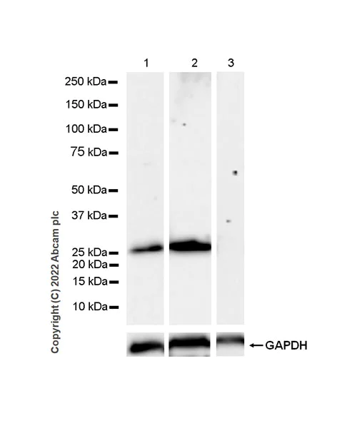 Western blot - Anti-Synaptogyrin 3 antibody [EPR25082-15] - BSA and Azide free (AB302614)