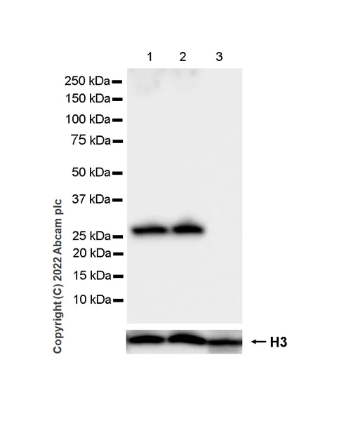 Western blot - Anti-Synaptogyrin 3 antibody [EPR25082-15] - BSA and Azide free (AB302614)