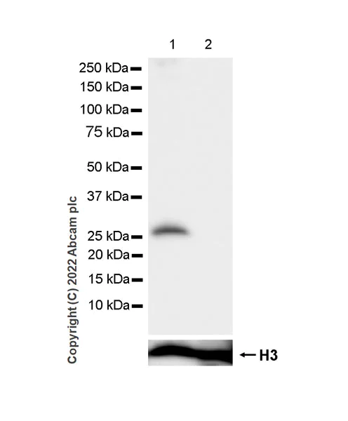Western blot - Anti-Synaptogyrin 3 antibody [EPR25082-15] - BSA and Azide free (AB302614)
