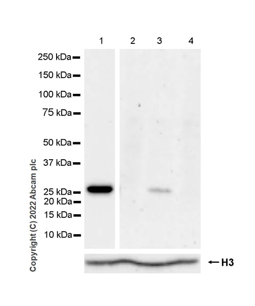 Western blot - Anti-Synaptogyrin 3 antibody [EPR25082-15] - BSA and Azide free (AB302614)