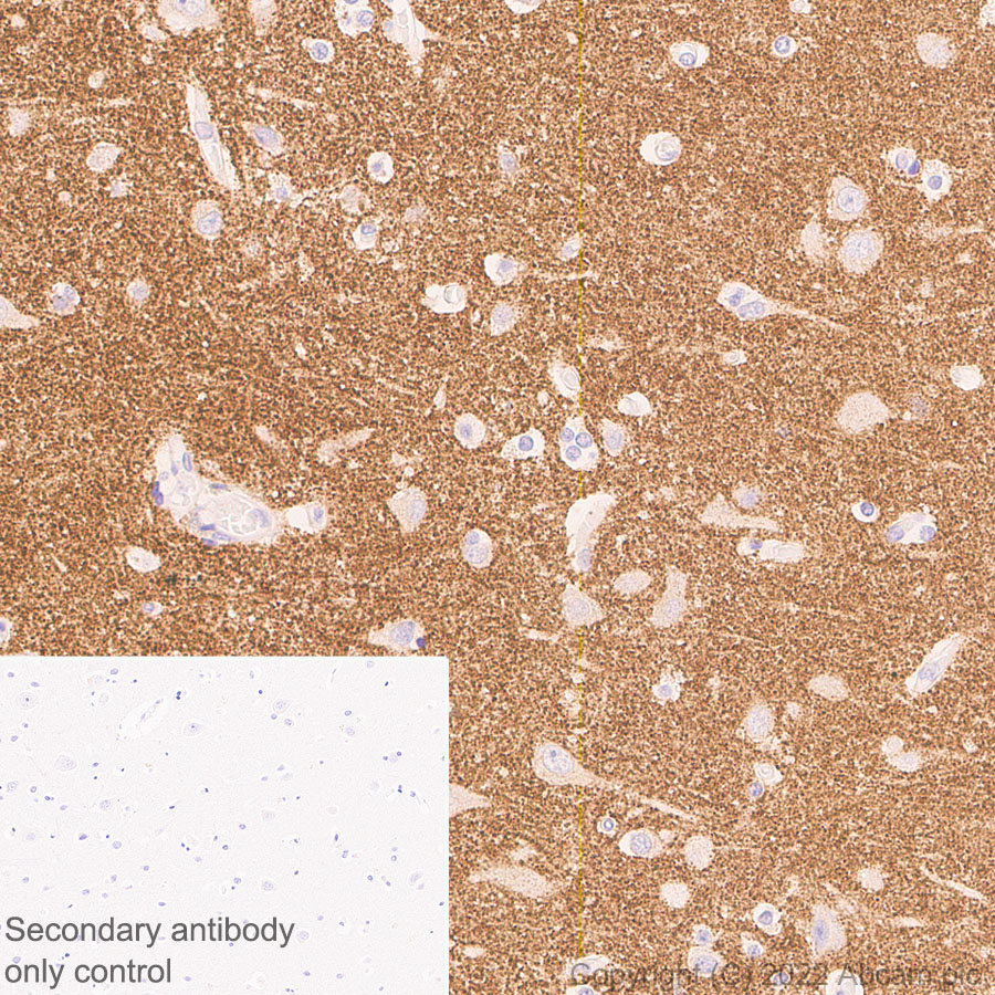 Immunohistochemistry (Formalin/PFA-fixed paraffin-embedded sections) - Anti-Synaptogyrin 3 antibody [EPR25082-29] (BSA and Azide free) (AB302705), expandable thumbnail