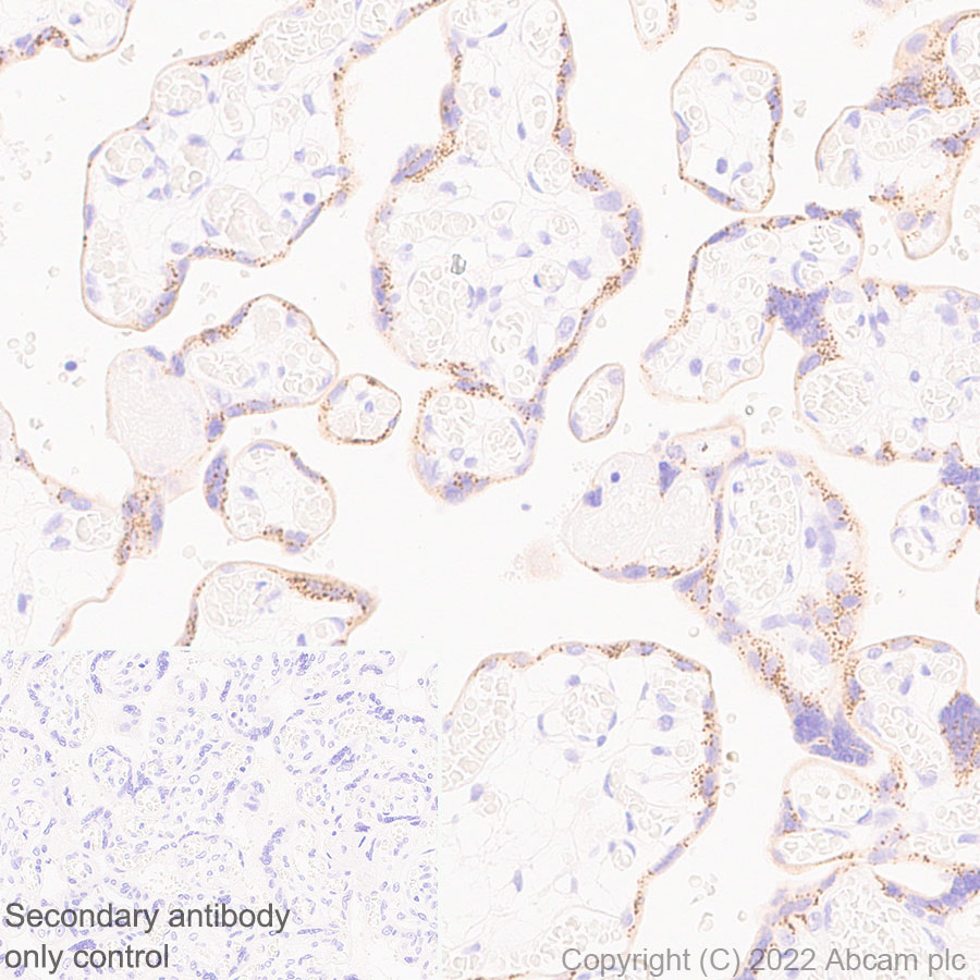 Immunohistochemistry (Formalin/PFA-fixed paraffin-embedded sections) - Anti-Synaptogyrin 3 antibody [EPR25082-29] (BSA and Azide free) (AB302705), expandable thumbnail