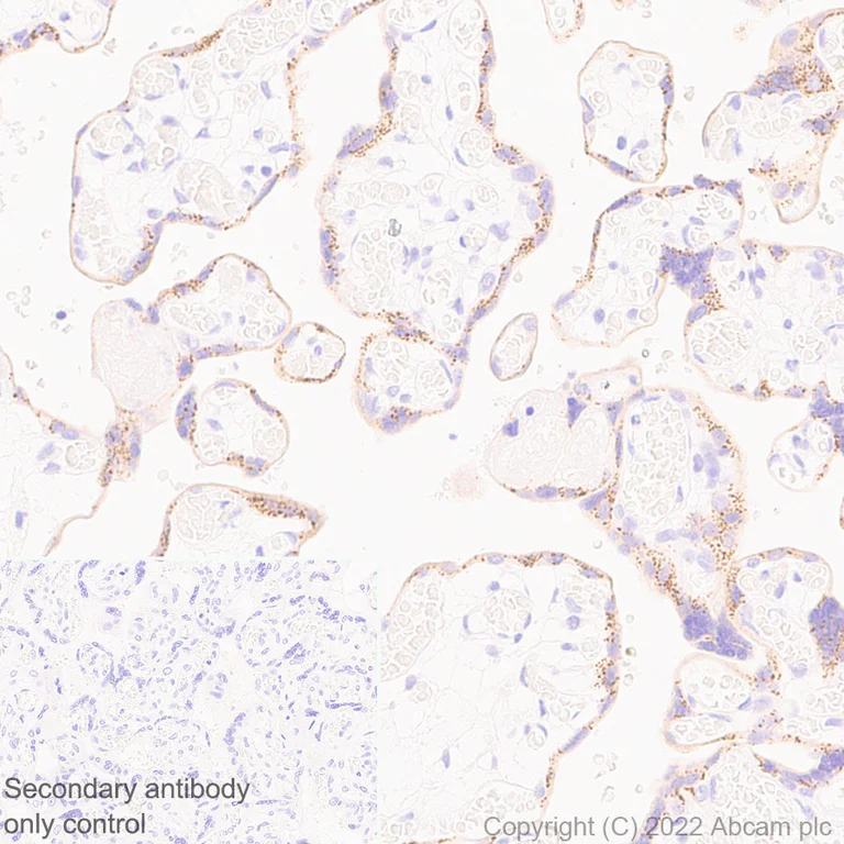 Immunohistochemistry (Formalin/PFA-fixed paraffin-embedded sections) - Anti-Synaptogyrin 3 antibody [EPR25082-29] (BSA and Azide free) (AB302705)