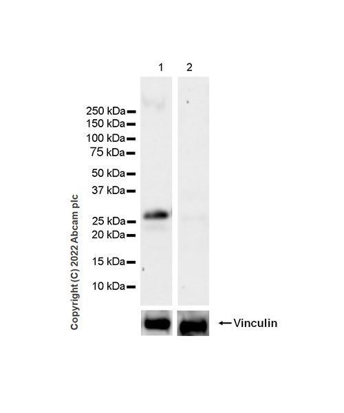 Western blot - Anti-Synaptogyrin 3 antibody [EPR25082-29] (BSA and Azide free) (AB302705), expandable thumbnail