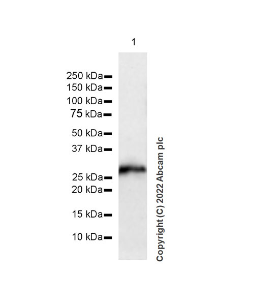 Western blot - Anti-Synaptogyrin 3 antibody [EPR25082-29] (BSA and Azide free) (AB302705), expandable thumbnail