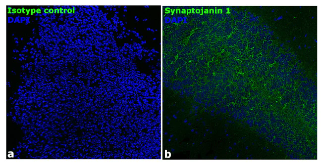Immunohistochemistry (Frozen sections) - Anti-Synaptojanin 1 antibody [RP23040243] (AB308136)