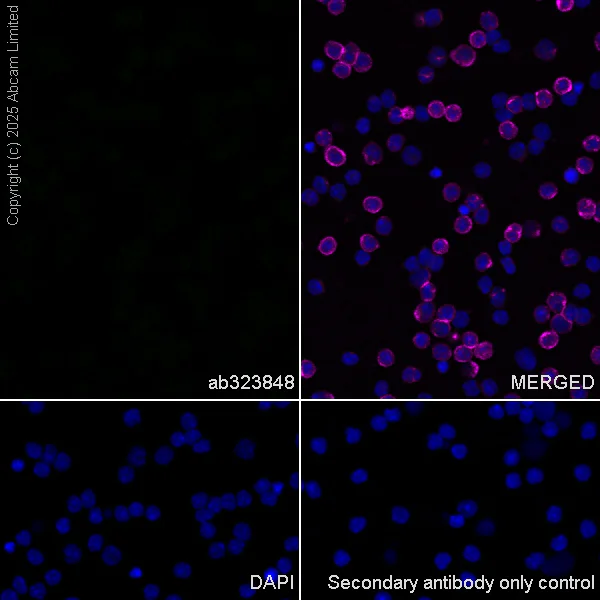 Immunocytochemistry/ Immunofluorescence - Anti-Synaptojanin antibody [EPR28576-183] - BSA and Azide free (AB325802)