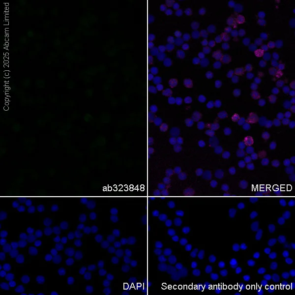 Immunocytochemistry/ Immunofluorescence - Anti-Synaptojanin antibody [EPR28576-183] - BSA and Azide free (AB325802)