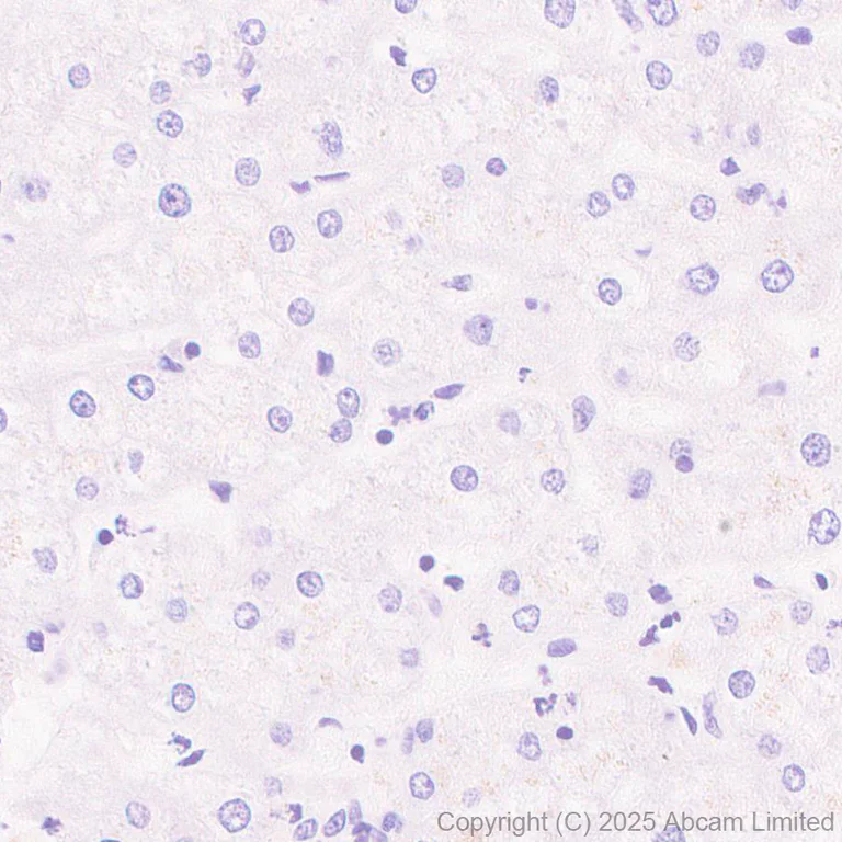 Immunohistochemistry (Formalin/PFA-fixed paraffin-embedded sections) - Anti-Synaptojanin antibody [EPR28576-183] - BSA and Azide free (AB325802)