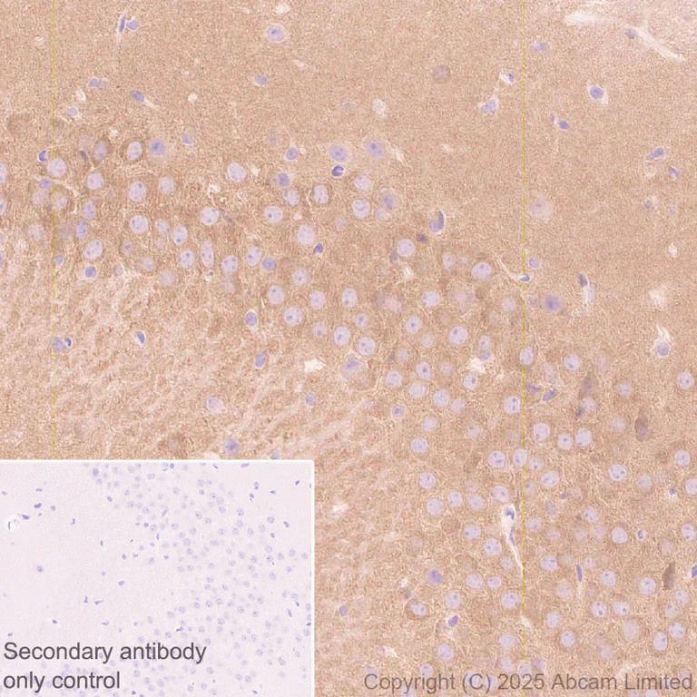 Immunohistochemistry (Formalin/PFA-fixed paraffin-embedded sections) - Anti-Synaptojanin antibody [EPR28576-183] - BSA and Azide free (AB325802)