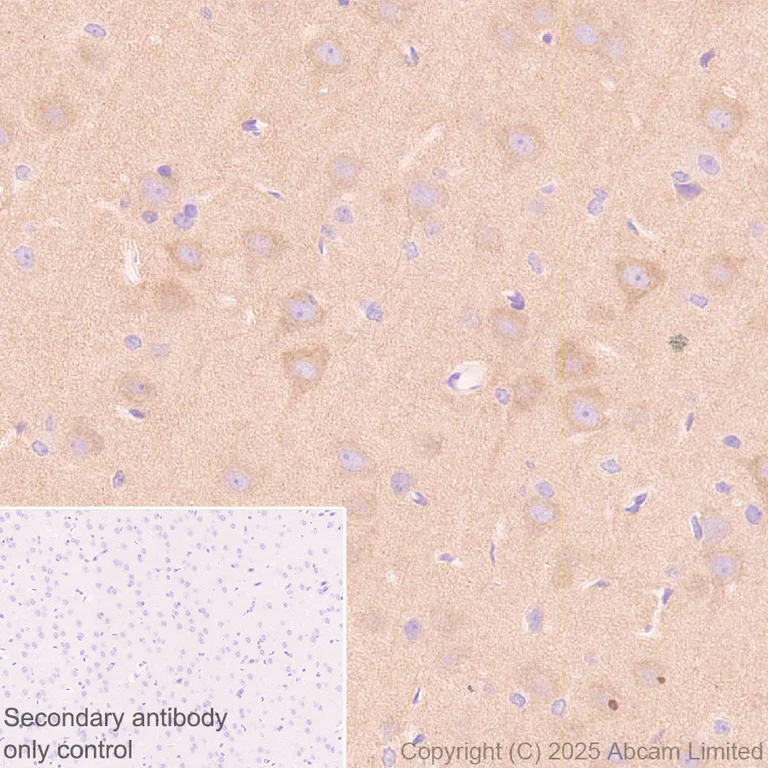 Immunohistochemistry (Formalin/PFA-fixed paraffin-embedded sections) - Anti-Synaptojanin antibody [EPR28576-183] - BSA and Azide free (AB325802)