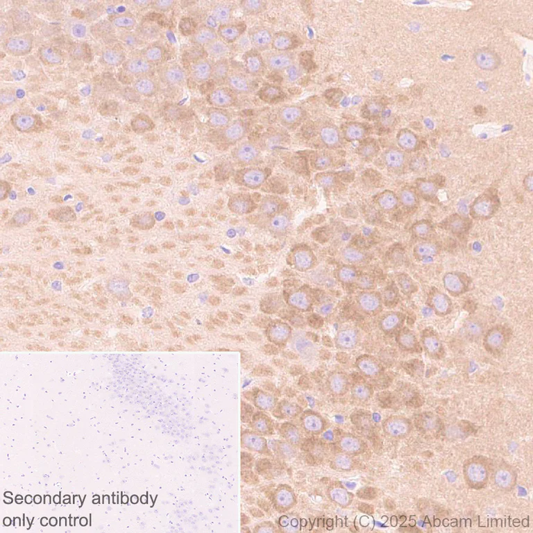Immunohistochemistry (Formalin/PFA-fixed paraffin-embedded sections) - Anti-Synaptojanin antibody [EPR28576-183] - BSA and Azide free (AB325802)