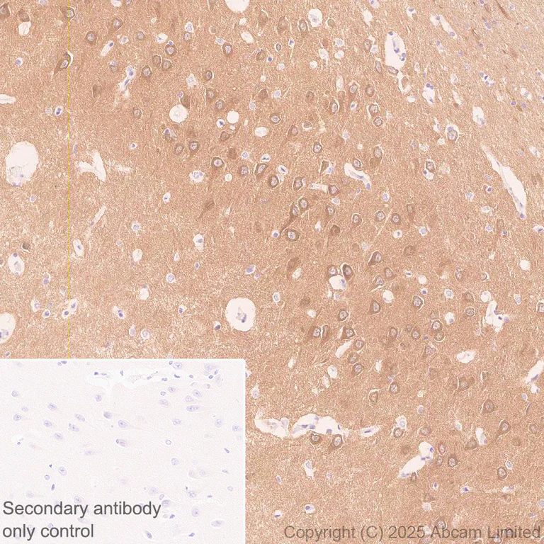 Immunohistochemistry (Formalin/PFA-fixed paraffin-embedded sections) - Anti-Synaptojanin antibody [EPR28576-183] - BSA and Azide free (AB325802)