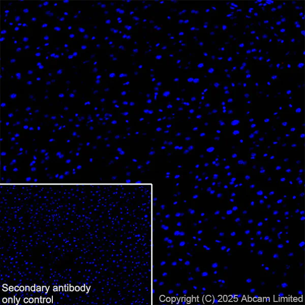 Immunohistochemistry (Frozen sections) - Anti-Synaptojanin antibody [EPR28576-183] - BSA and Azide free (AB325802)