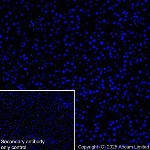 Immunohistochemistry (Frozen sections) - Anti-Synaptojanin antibody [EPR28576-183] - BSA and Azide free (AB325802)