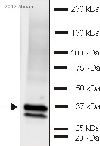 Western blot - Anti-Synaptophysin antibody (AB32594), expandable thumbnail