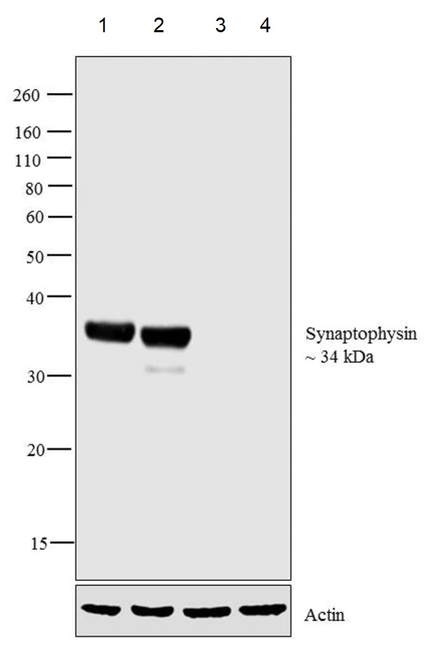 Western blot - Anti-Synaptophysin antibody (AB32594), expandable thumbnail