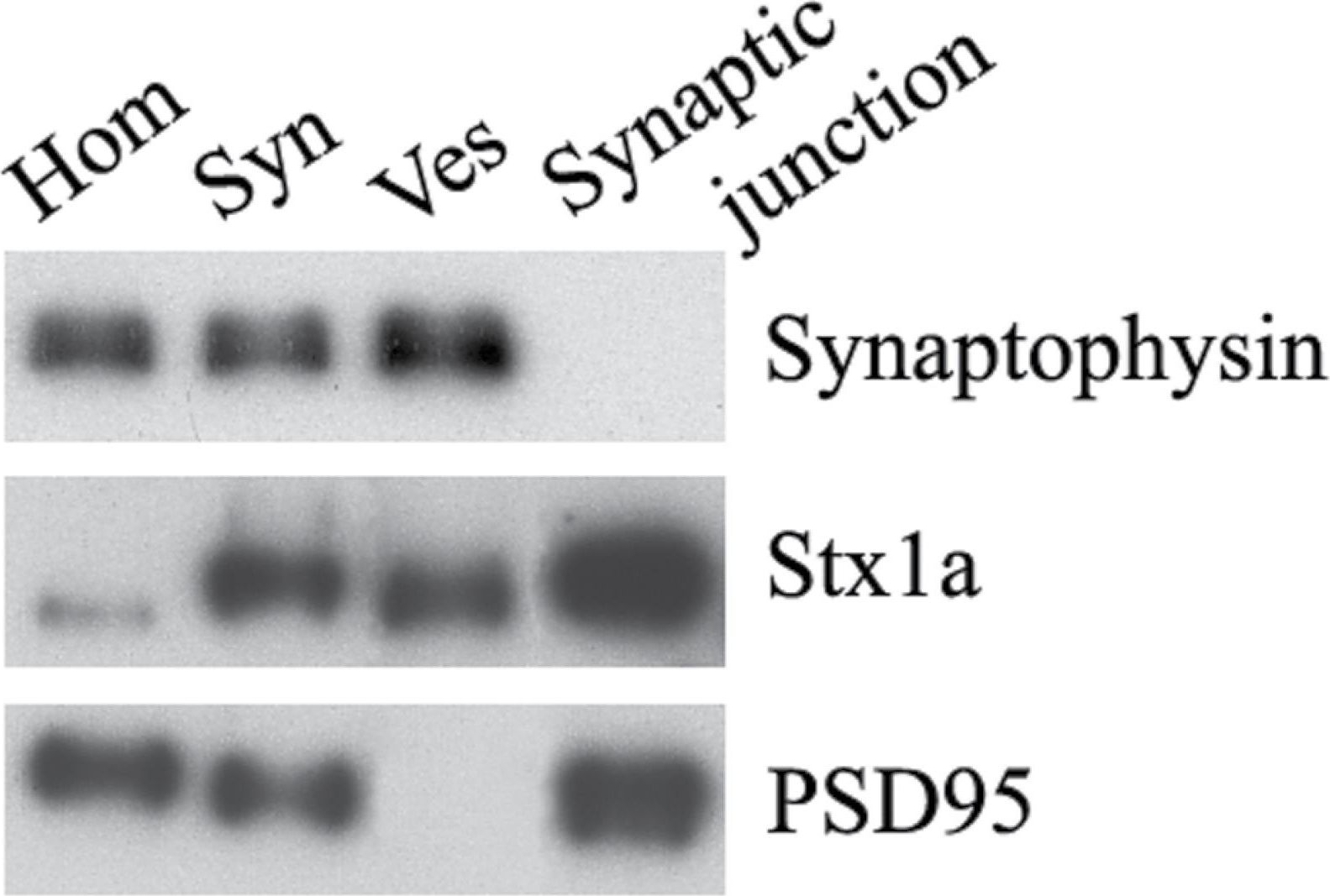 Anti-Synaptophysin antibody [EP1098Y] KO tested (ab52636