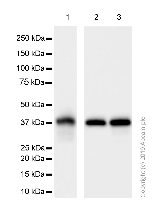 Western blot - Anti-Synaptophysin antibody [EP1098Y] - Synaptic Marker (AB52636)