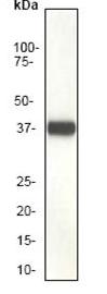 Western blot - Anti-Synaptophysin antibody [EP1098Y] - Synaptic Marker (AB52636), expandable thumbnail
