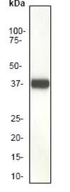 Western blot - Anti-Synaptophysin antibody [EP1098Y] - Synaptic Marker (AB52636)