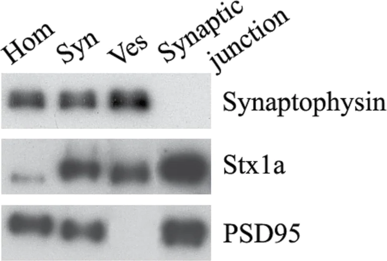Western blot - Anti-Synaptophysin antibody [EP1098Y] - Synaptic Marker (AB52636)