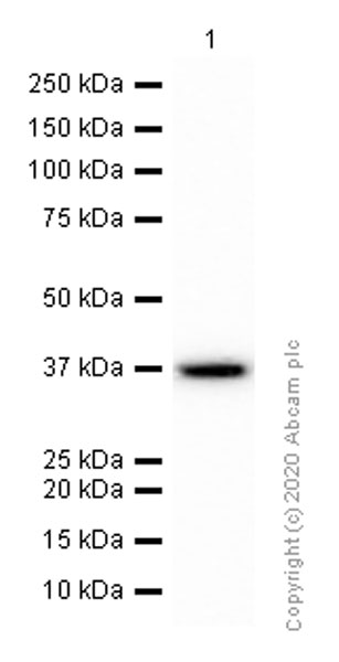 Western blot - Anti-Synaptophysin antibody [EPR1097-2] - Synaptic Marker (AB178412), expandable thumbnail
