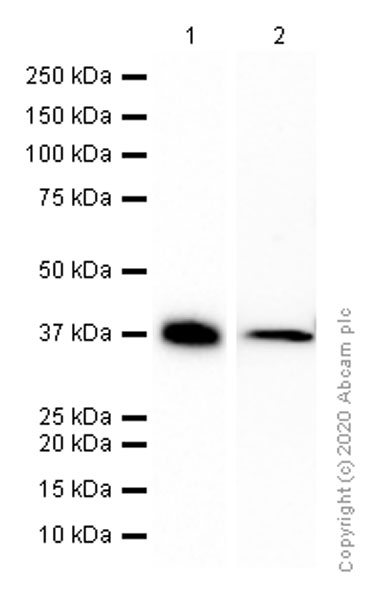 Western blot - Anti-Synaptophysin antibody [EPR1097-2] - Synaptic Marker (AB178412), expandable thumbnail