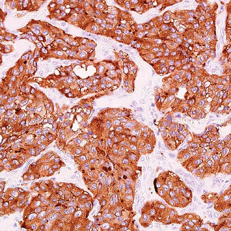 Immunohistochemistry (Formalin/PFA-fixed paraffin-embedded sections) - Anti-Synaptophysin antibody [SP11] - Synaptic Marker (AB16659)