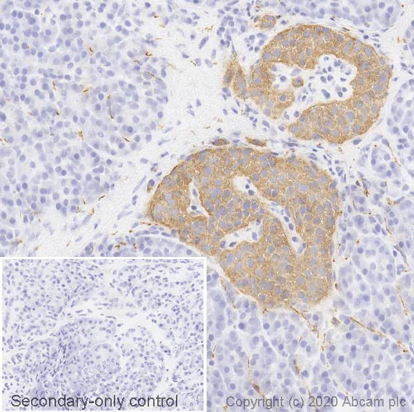 Immunohistochemistry (Frozen sections) - Anti-Synaptophysin antibody [SP11] - Synaptic Marker (AB16659)