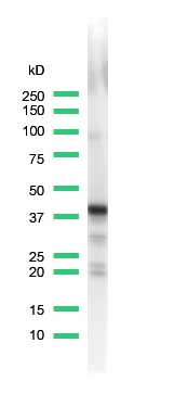 Western blot - Anti-Synaptophysin antibody [SP11] - Synaptic Marker (AB16659), expandable thumbnail